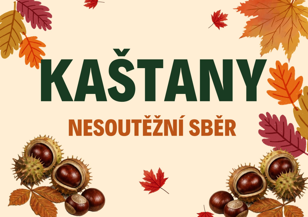 Sběr kaštanů