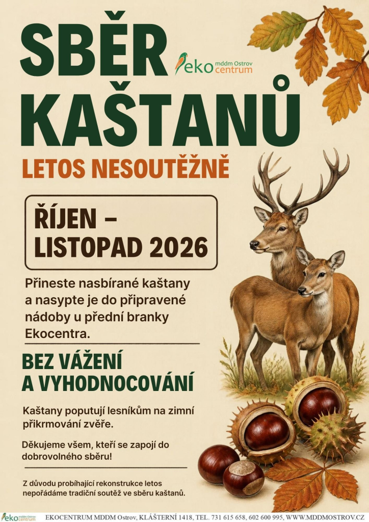Sběr kaštanů